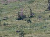 Waterton Glacier 098